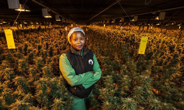 Lesotho cannabis farm becomes first in Africa to export to the EU