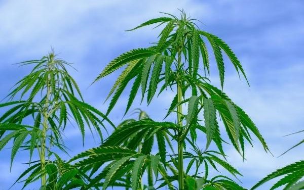 Insights on the draft ‘Cannabis for Private Purposes Bill’